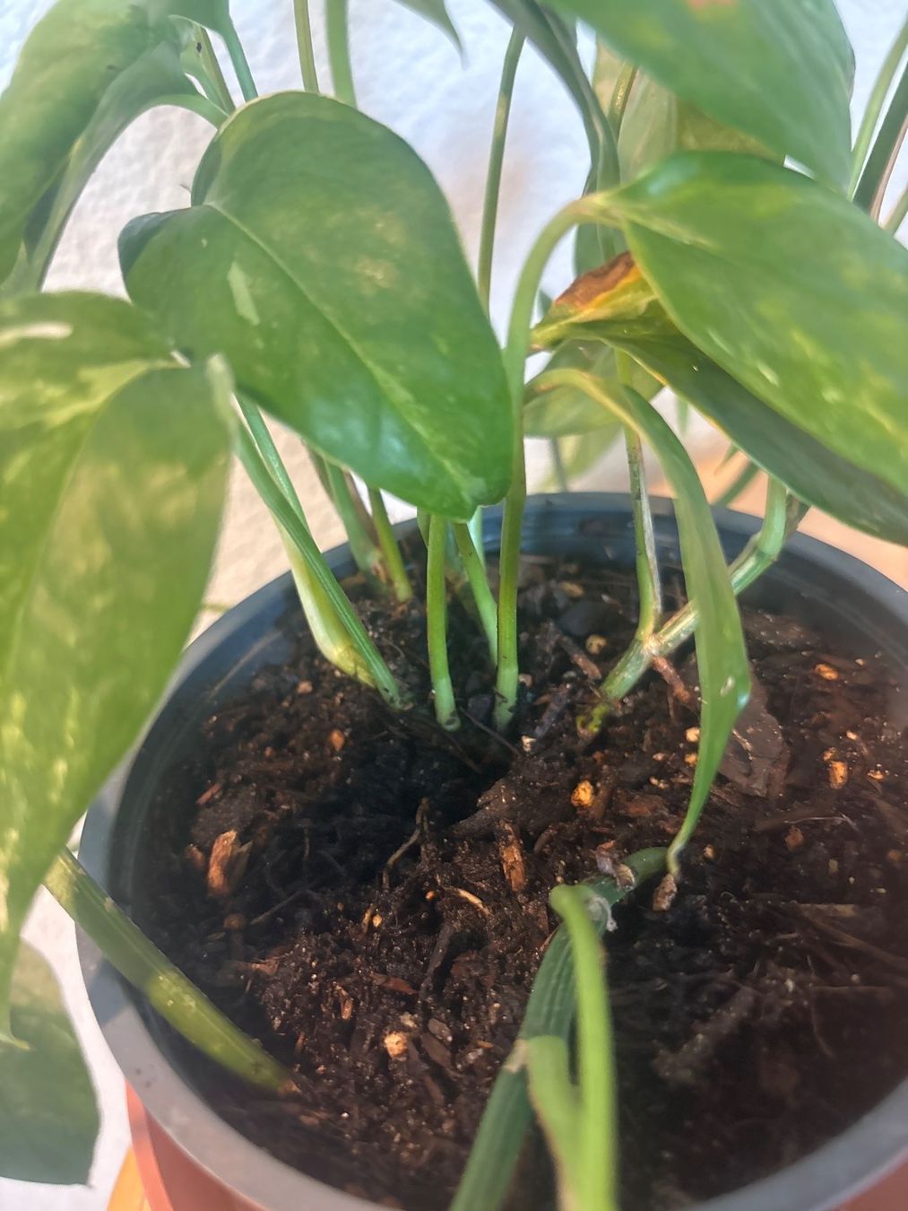 Piante & sementi: Zimmerpflanze Epipremnum aureum, – Usato da Wallisellen venduto da ASZT 2