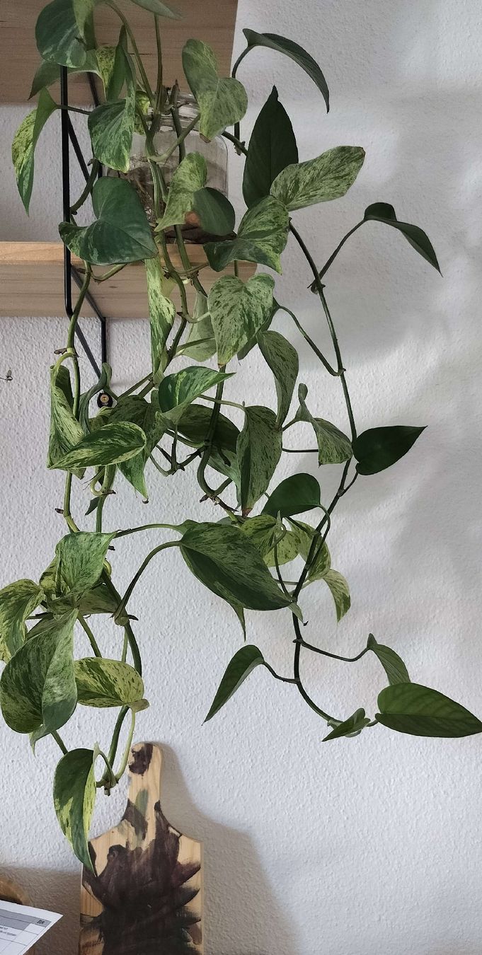 Piante & sementi: Zimmerpflanze Epipremnum Aureum "Marble Queen" pflanze – Nuovo (secondo la descrizione) da Urdorf venduto da jazz1984