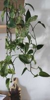 Zimmerpflanze Epipremnum Aureum "Marble Queen" pflanze