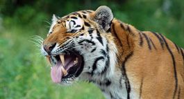 Zwei Eintrittskarten in den Zoo Zürich