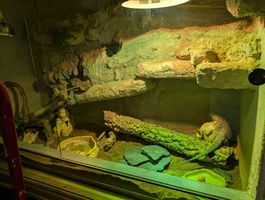 Terrarium für Reptilien mit Rückwand und Beleuchtung