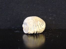 Versteinerter Fisch Fossil MUSCHEL BRACHIOPOD MAROKKO
