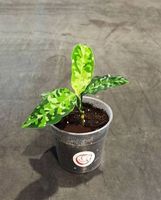 Aglaonema pictum tricolor plant