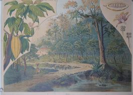 Historisches Schulwandbild  – Cacao (Theobroma cacao)