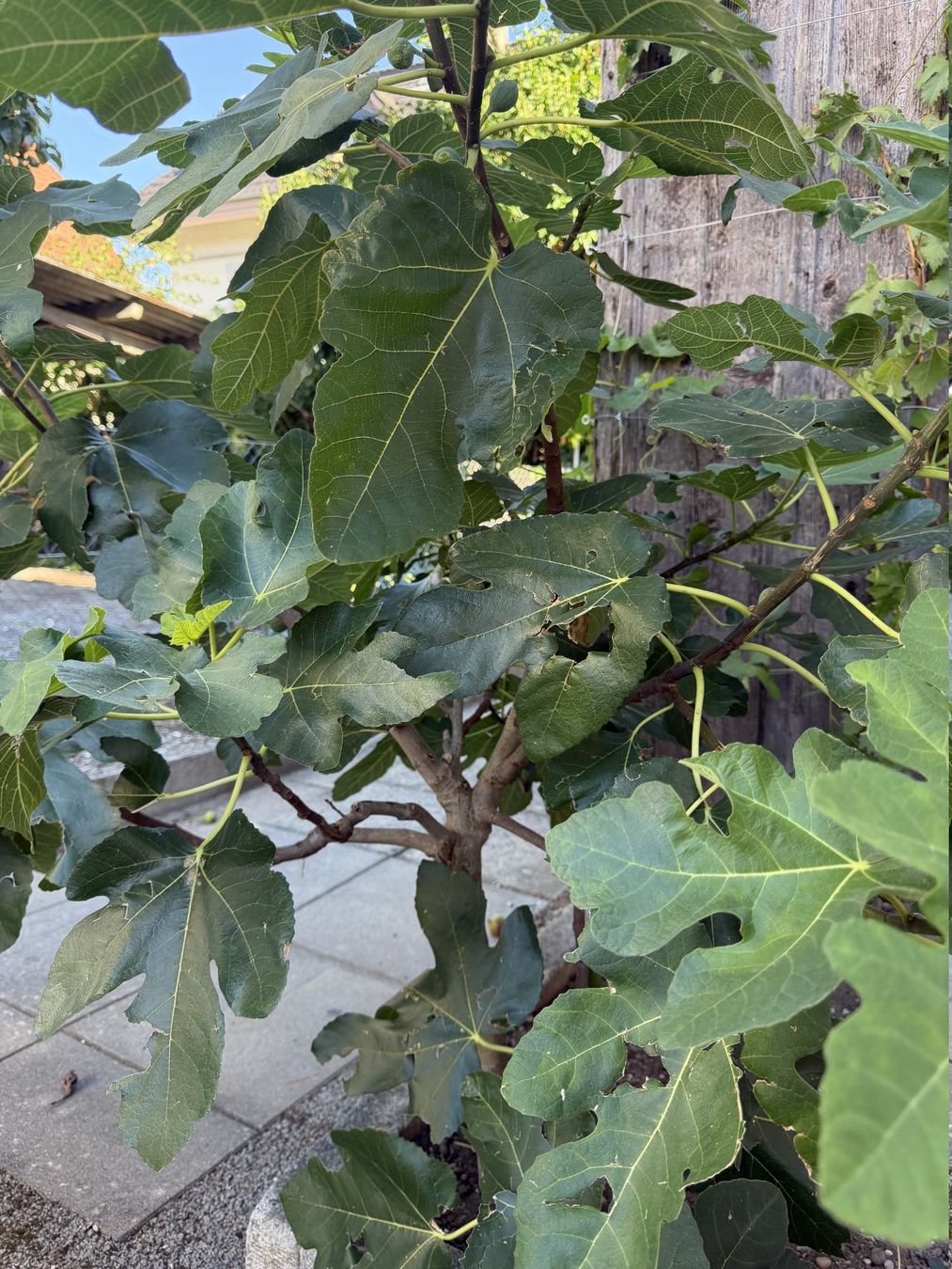 Plantes & graines: Feigenbaum winterhart – D'occasion à Thun par solex777