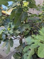 Feigenbaum winterhart