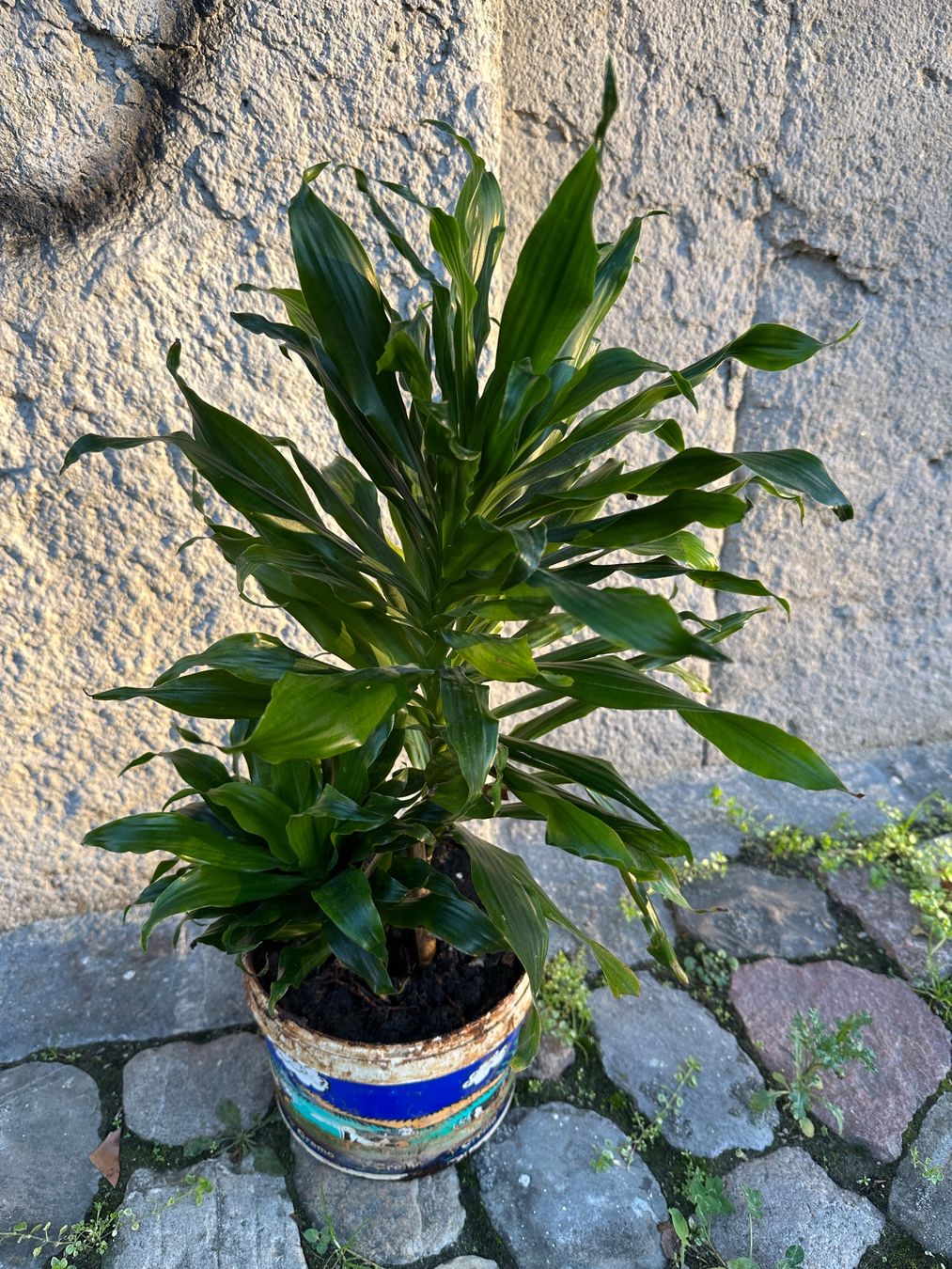 Plantes & graines: Fragrant dracaena Pflanze – D'occasion à Zürich par atlantis77 1