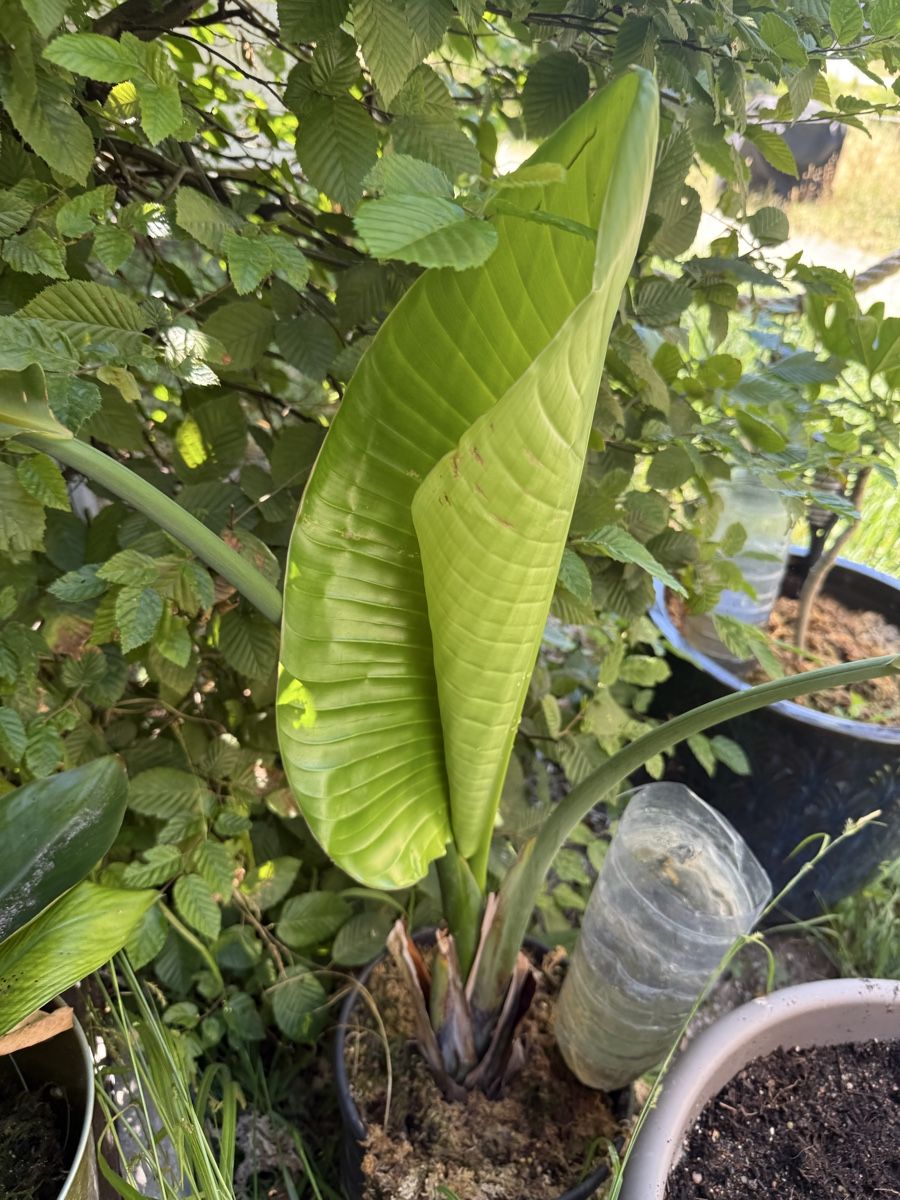 Piante & sementi: ravenala madagascariensis – Usato da Dübendorf venduto da Highqualityonly 3
