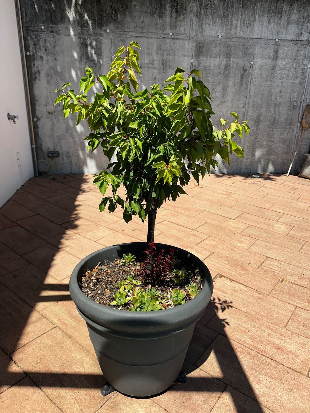 Piante & sementi: Mini Aprikosenbaum im Topf – Usato da Zuzwil SG venduto da jea_lh9m