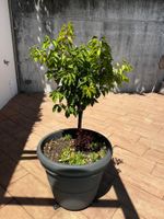 Mini Aprikosenbaum im Topf