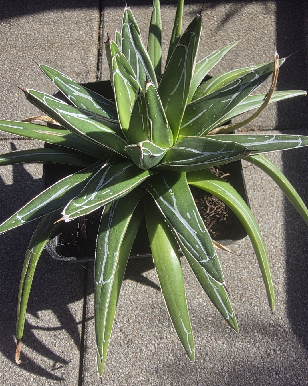 Piante & sementi: Agave victoria reginae 25cm – Usato da Basel venduto da AJacks 2