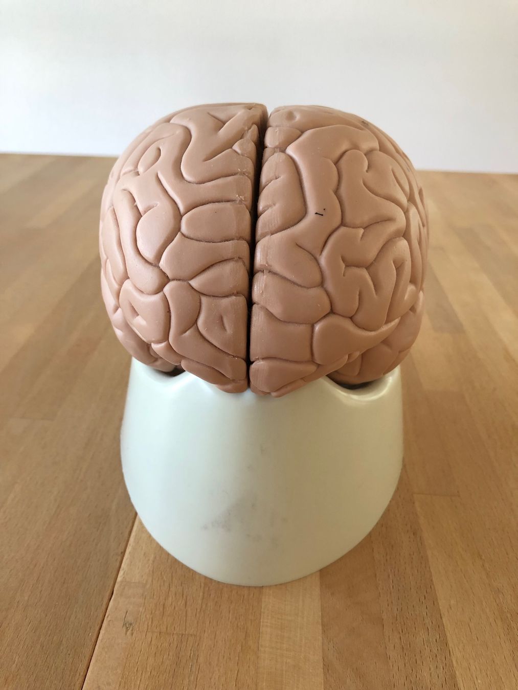 Modellbausätze & Standmodelle: Anatomisches Modell Gehirn – Gebraucht aus Zug von jim_floyd 6