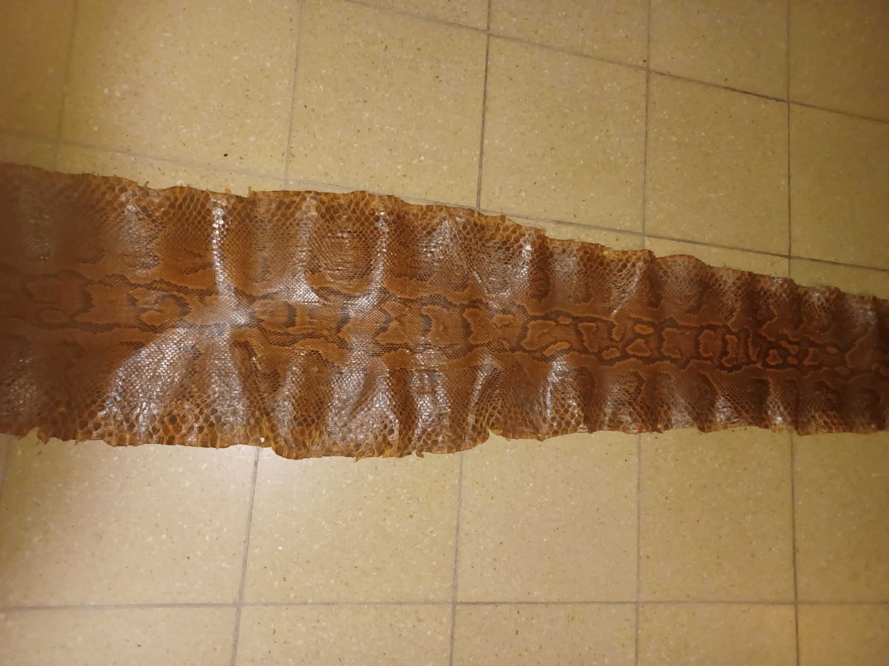 Il mondo degli animali: Peau de Python Véritable, cuir exotique, brun naturel – Usato da La Chaux-de-Fonds venduto da Jacques11111 2