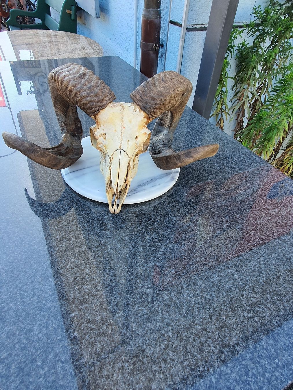 Figuren: Widerkopf – Gebraucht aus Wangen b. Olten von Hecht62xyz 1