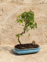 Japanischer Ahorn Bonsai mit Topf