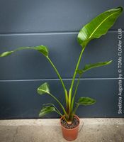 Strelitzia Augusta - 100 × 130 cm - robust - für viel Sonne