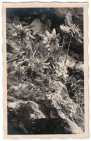 Sils, Edelweiss im Fextal
