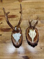 Rehbock-Trophäen 2x