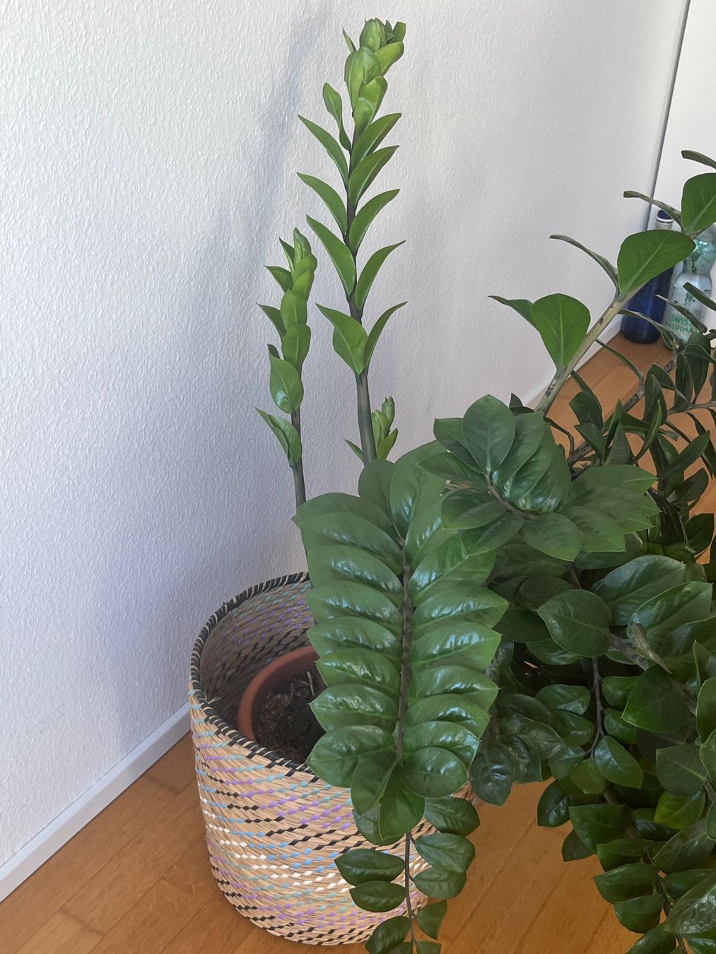 Pflanzen & Samen: Zamioculcas / Glücksfeder – Gebraucht aus Baden von Highlight1 4