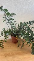 Zimmerpflanze Zamioculcas zamiifolia / Glücksfeder