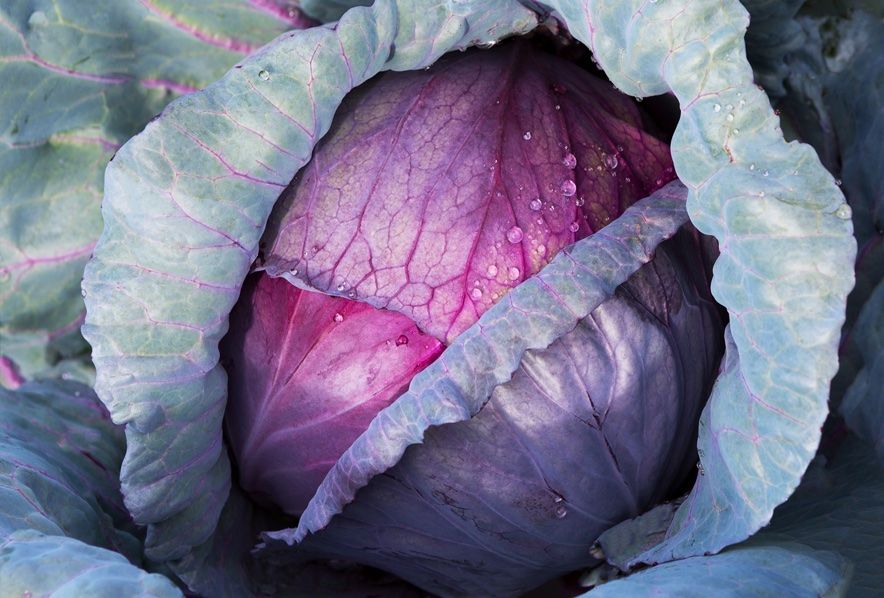 Pflanzen & Samen: 300 Samen roter Kohl RED ACRE – Neu (gemäss Beschreibung) aus Ehrendingen von VerveinaSamen 1