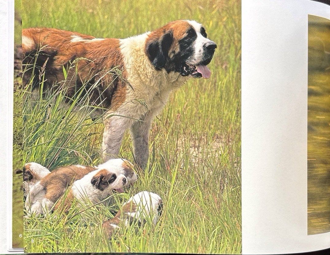 Libri: Verspielte Hundekinder – Nuovo e nell'imballaggio originale da Sarnen venduto da Livres 4