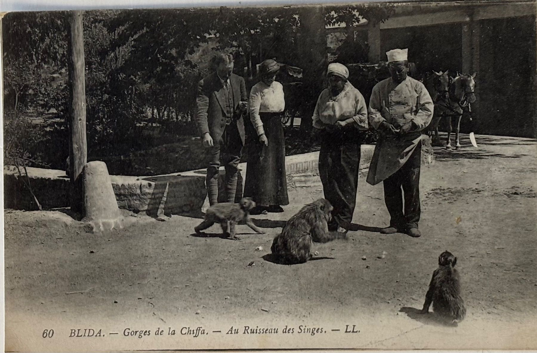 Cartes postales: Algerien, Blida, Affen – D'occasion à Frauenfeld par Merk52