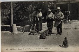 Algerien, Blida, Affen