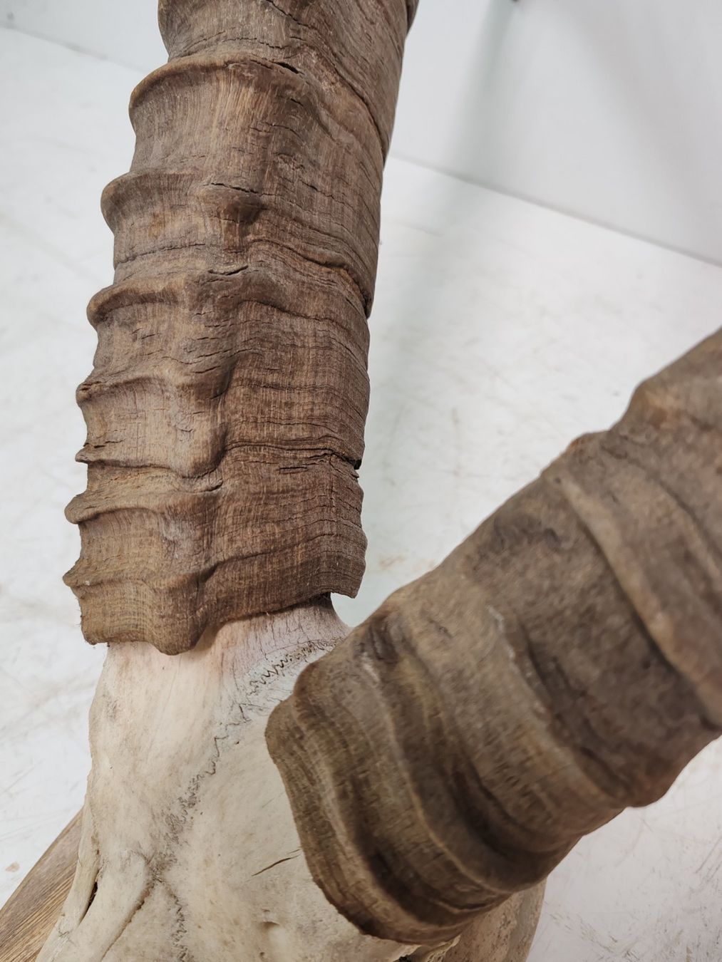 Il mondo degli animali: Steinbock Geweih als Trophäe, Gehörn Jahr 1990 – Usato da Luzern venduto da Lager6640 4