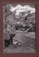 Am OESCHINENSEE - Blümlisalp - 1946
