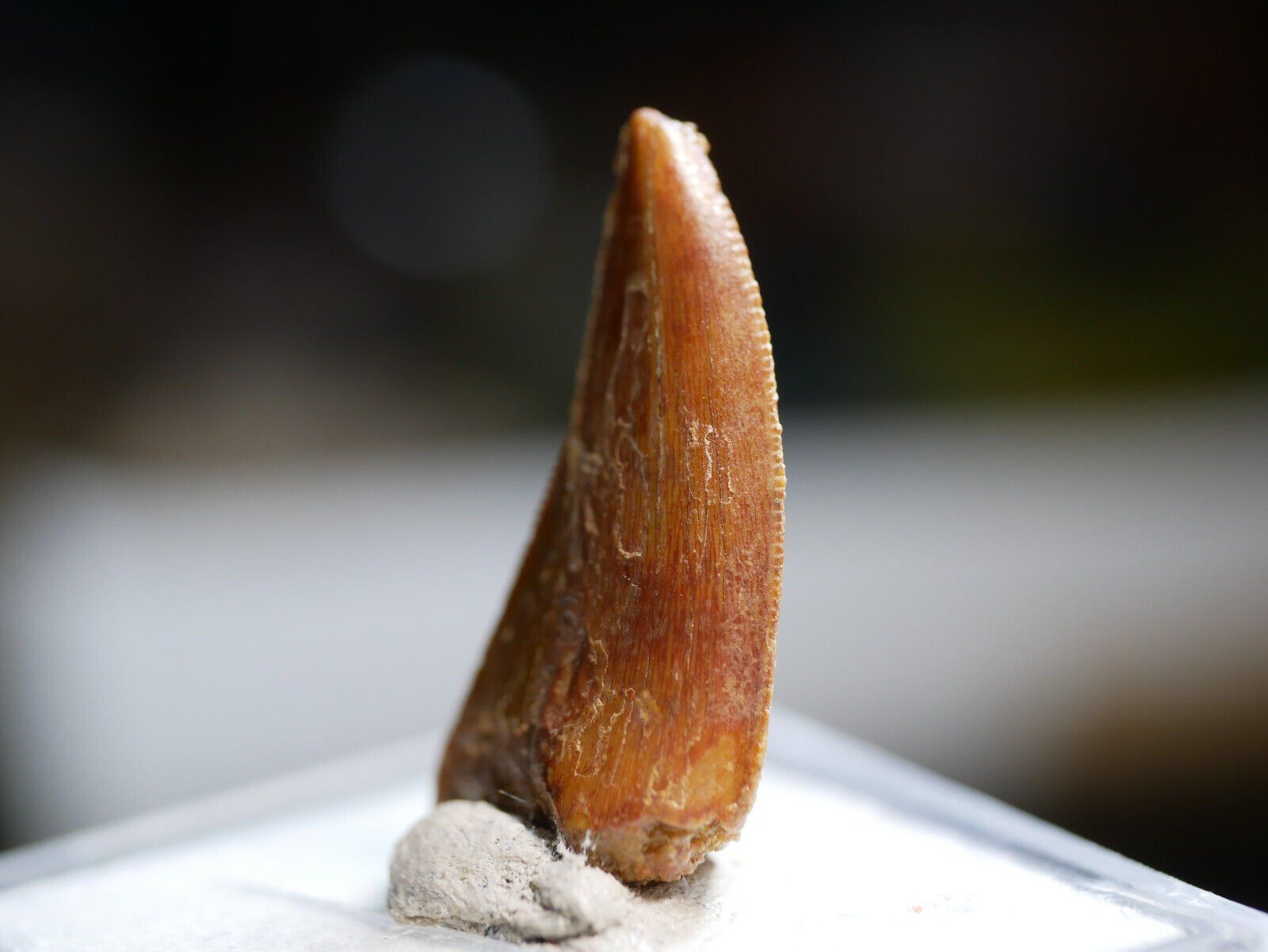 Fossili: raptor zhan – Nuovo (secondo la descrizione) da Aesch BL venduto da Pendrive 1