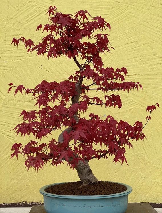 Bonsai AHORN Acer Palmatum Deshojo 24 Jahre Kaufen auf Ricardo
