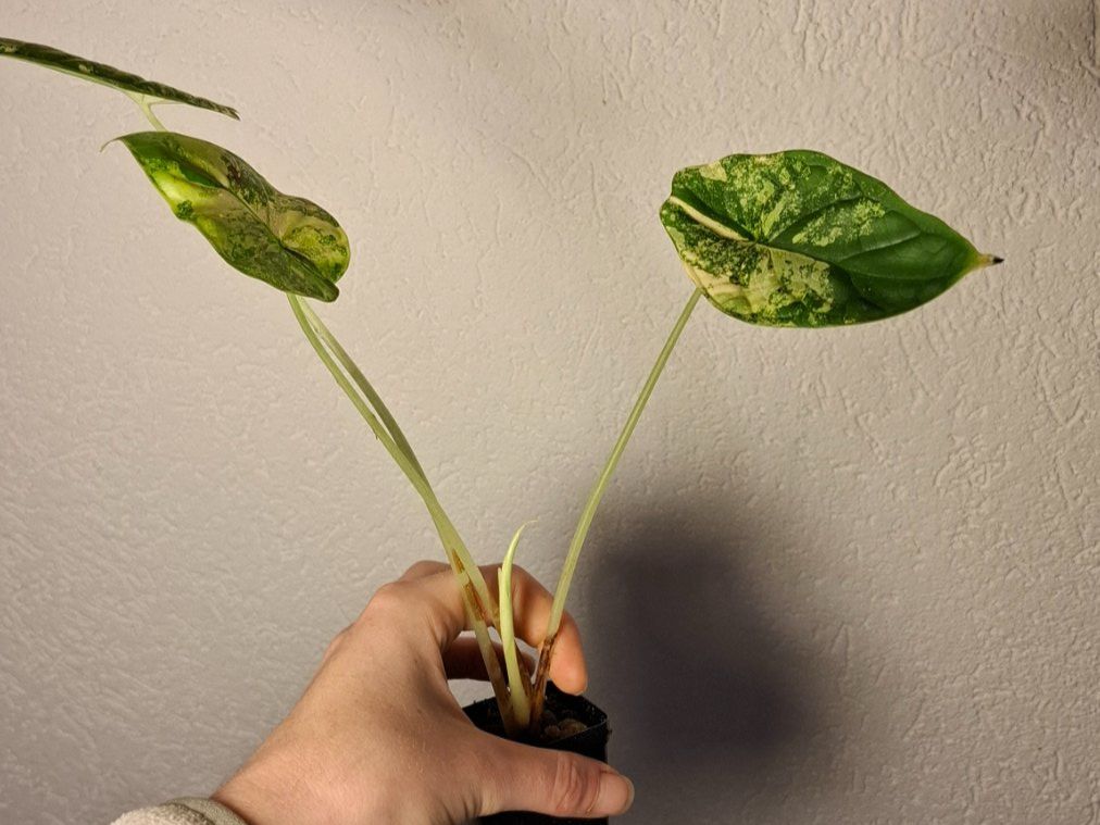 Pflanzen & Samen: Alocasia Scale Dragon Aurea Variegata – Gebraucht aus Hausen AG von Pflaenzlioase 1
