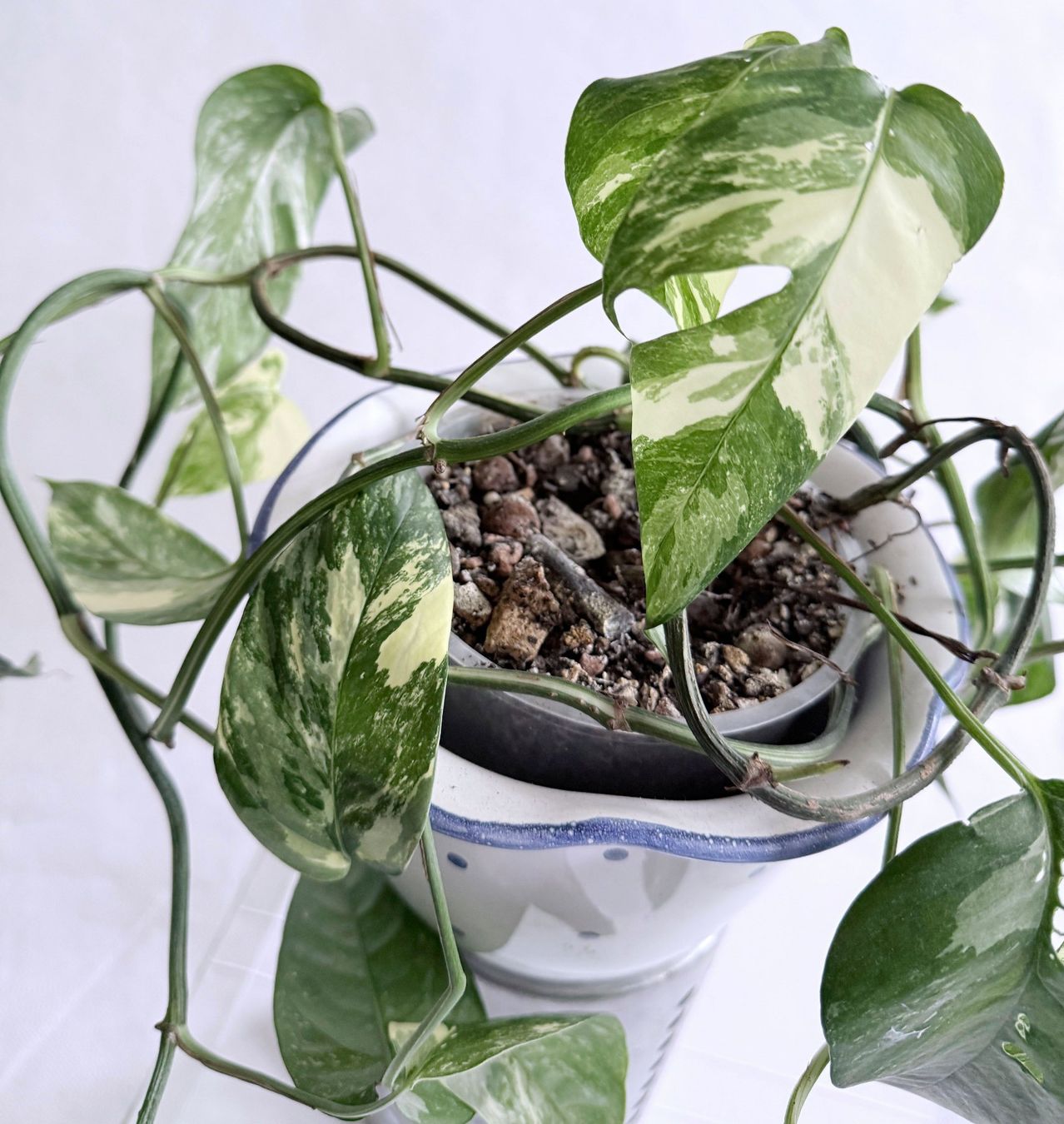 Piante & sementi: Epipremnum Pinnatum*Variegata***** – Nuovo (secondo la descrizione) da Dübendorf venduto da Orchid18