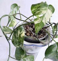 Epipremnum Pinnatum*Variegata*****