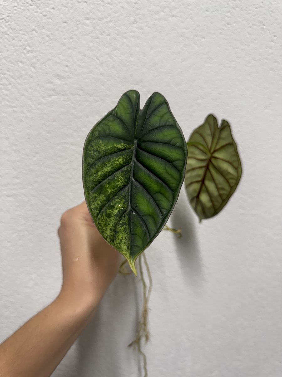 Pflanzen & Samen: 🌱 Alocasia dragon scale mint – Gebraucht aus Niederbuchsiten von GreenGems 3