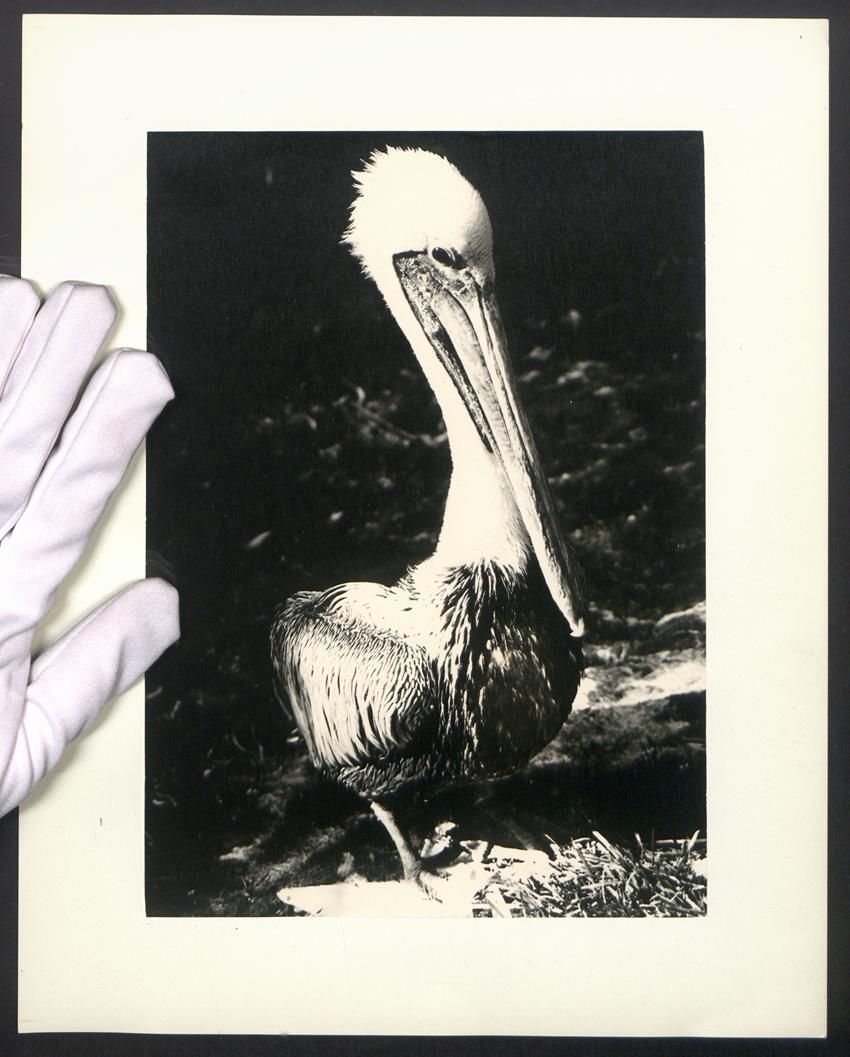 Fotografie & Manifesti: Fotografie Vogel - Pelikan – Usato da Berlin venduto da bartko-reher
