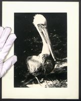 Fotografie Vogel - Pelikan