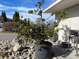  Eindrücklicher Solitärbaum / Rohling / Bonsai