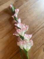 Gladiole