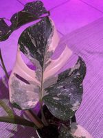 🌿 Variegierte Monstera – bewurzelter Ableger