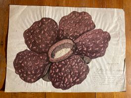 Superbe dessin encre botanique Rafflesia arnoldii Zeichnung