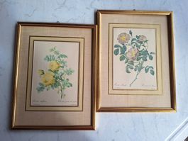 2 ROSENBILDER ( 70ER JAHRE )