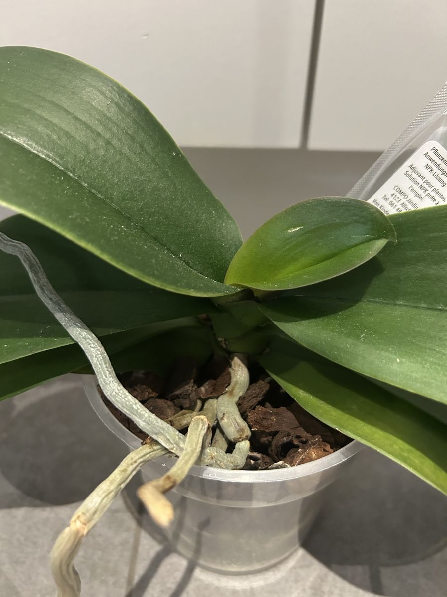 Piante & sementi: Phalaenopsis 3 Stk  – Usato da Regensdorf venduto da adr_95f5 1