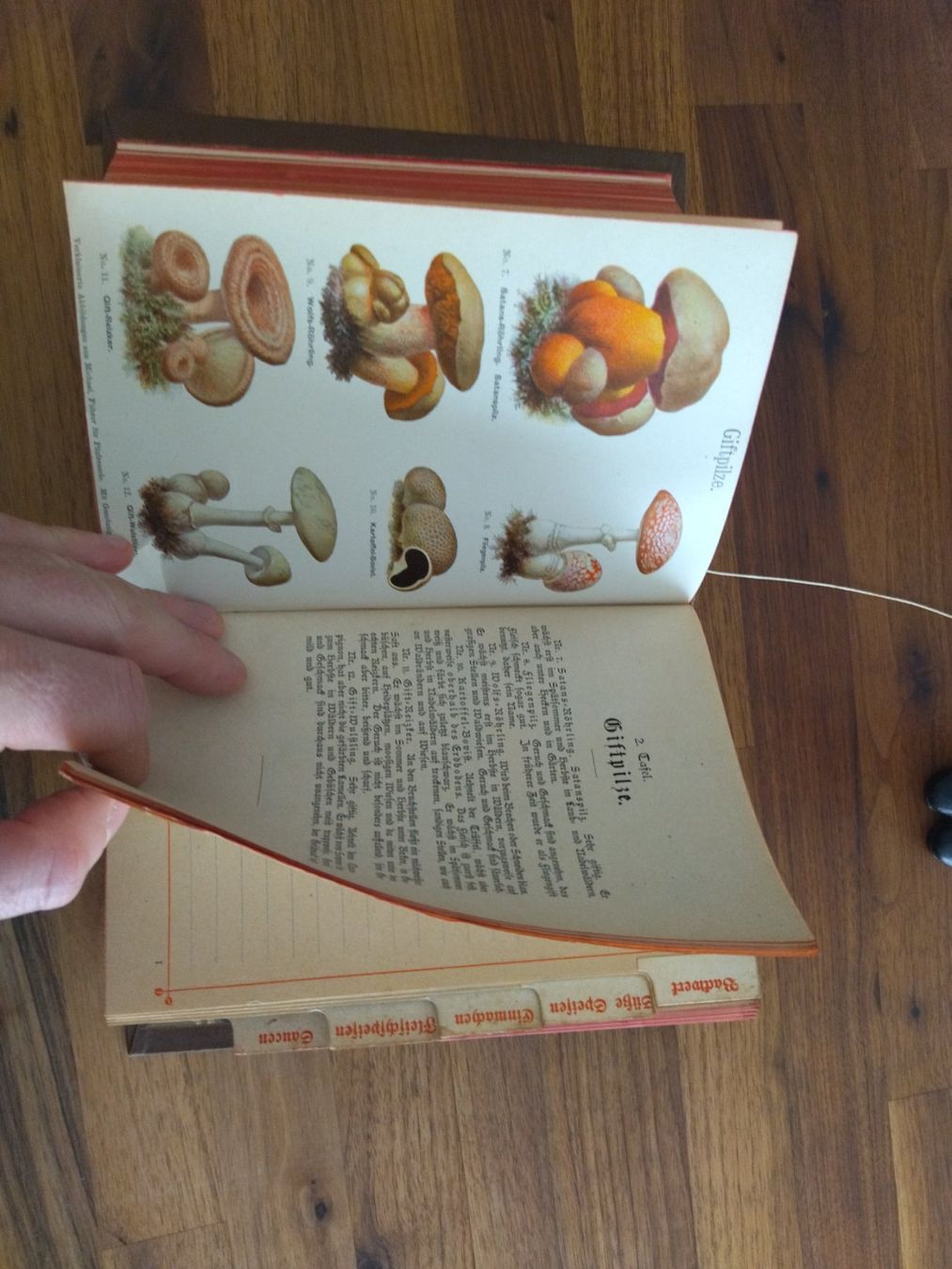 Libri: Kochbuch antik 1902 – Usato da Felben-Wellhausen venduto da bananajoe8474 5