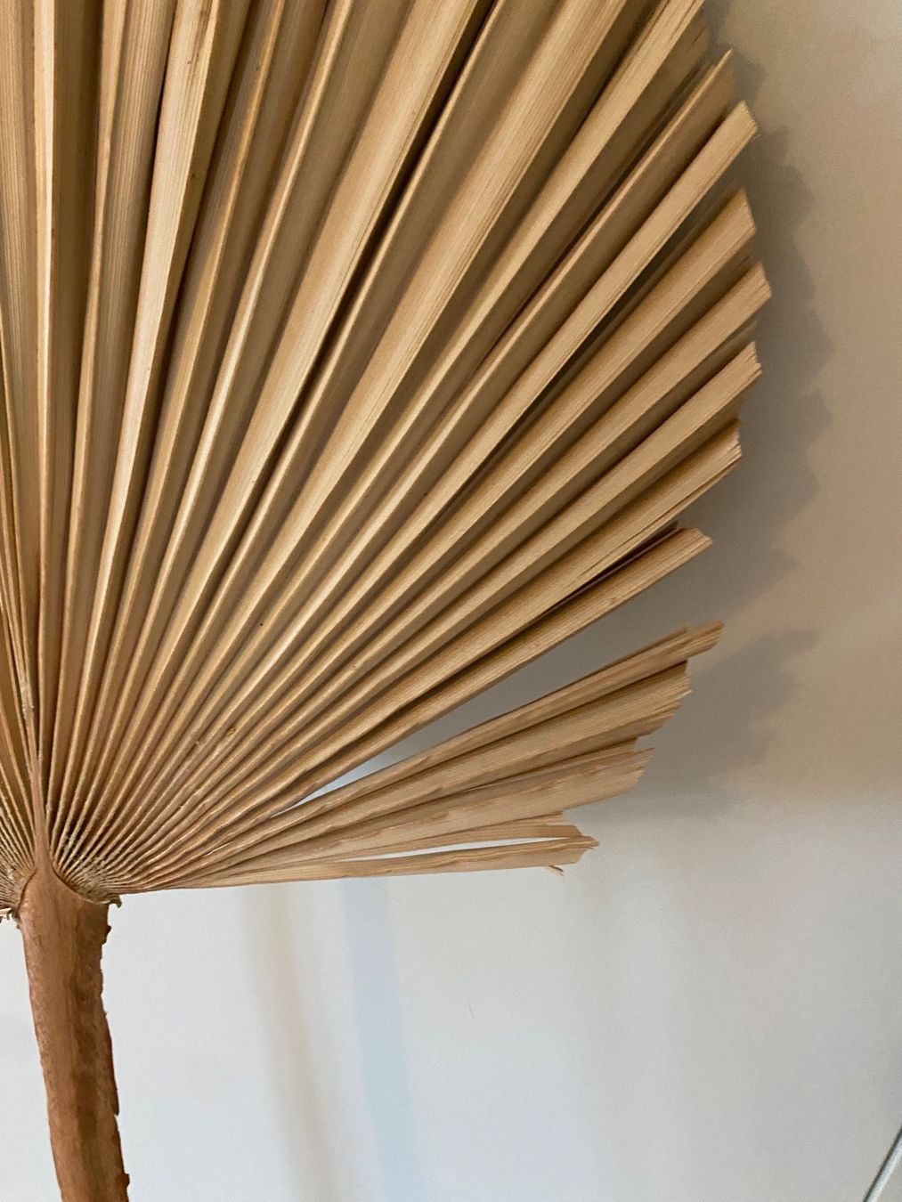 Tutte le decorazioni: Trockenblume Palmenblatt Neu – Usato da Fribourg venduto da dafral 1