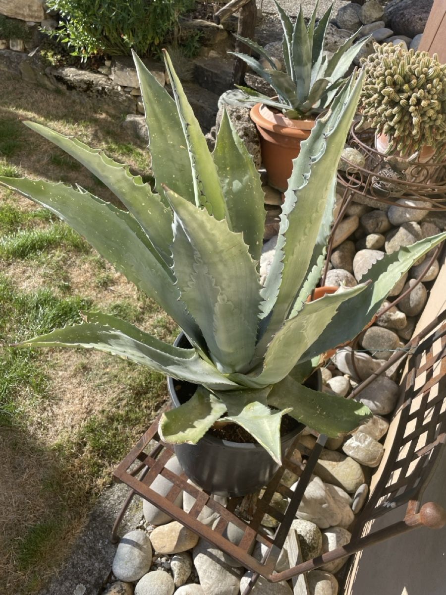 Pflanzen & Samen: Agave – Neu (gemäss Beschreibung) aus Veltheim AG von Bibi1946 1