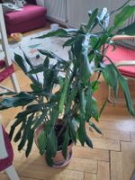 Grosse Grünlilie mit dekorativem Topf