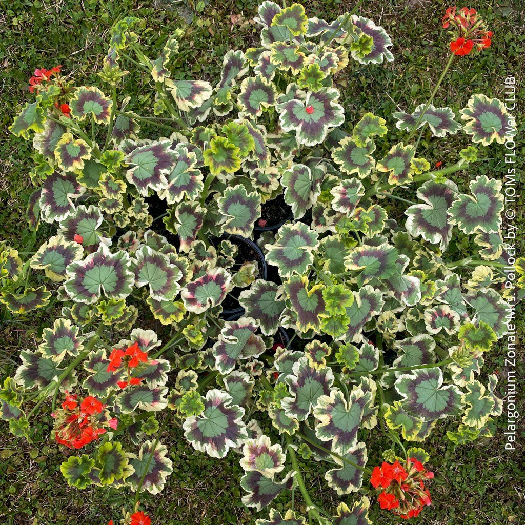 Piante & sementi: Pelargonium Zonale 'Mrs. Pollock' - historische Geranie – Nuovo e nell'imballaggio originale da Adliswil venduto da TAKEYOURPLANT 1