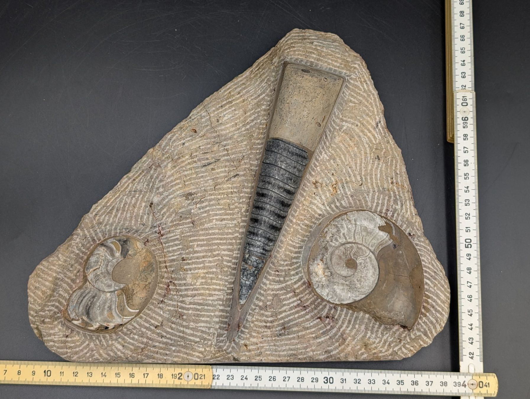 Fossili: Fossil Ammonit Belemnit? im Jura-Gestein? Versteinert – Usato da Winterthur venduto da Hint17